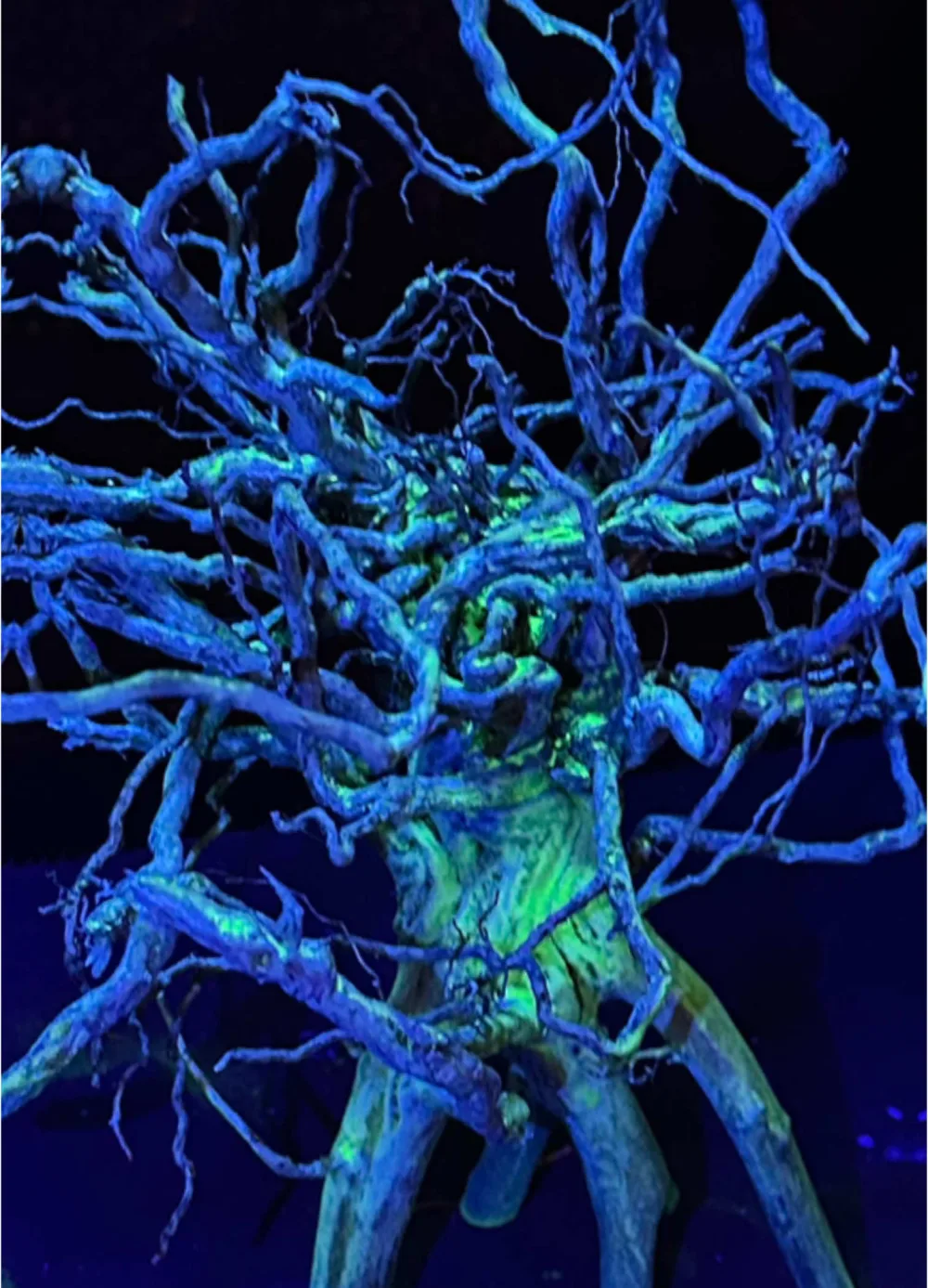 Luminous Root under ultraviolet blue light